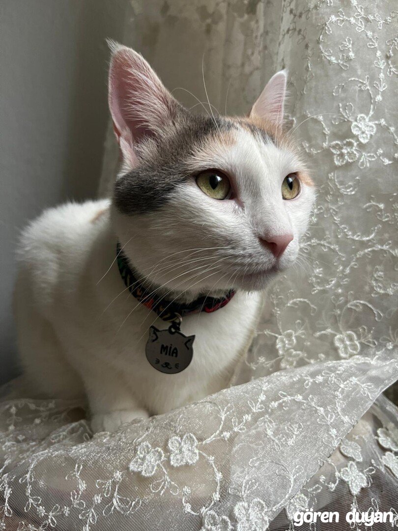 Kayıp kedi - Bahçelievler