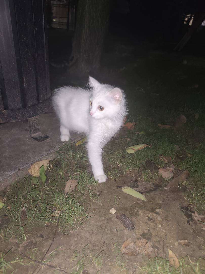 iki kedim kayboldu