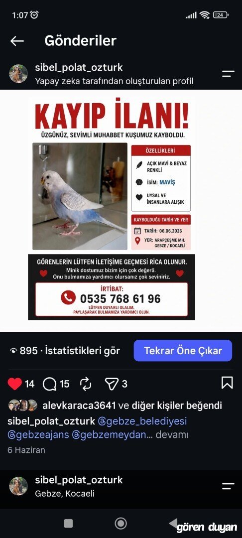 Kayıp muhabbet kuşu adı maviş