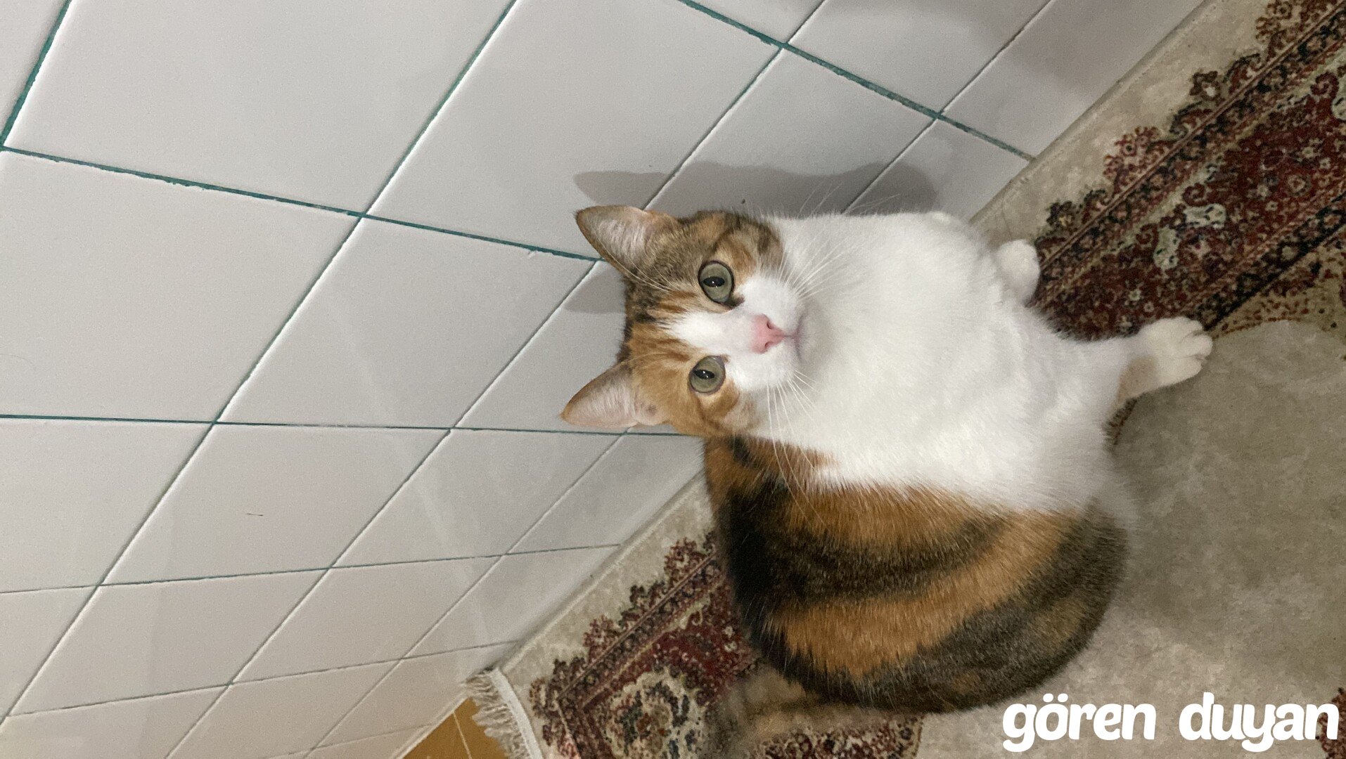 kayıp kedi istanbul avcılar ambarlı aşık Veysel sokak ve çevresi