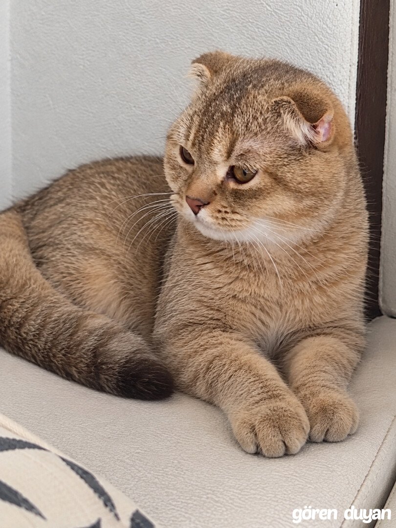 Kayıp kedi