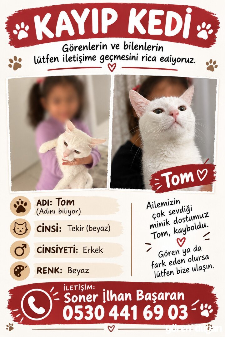 Kayıp Kedi (17.10.2026)