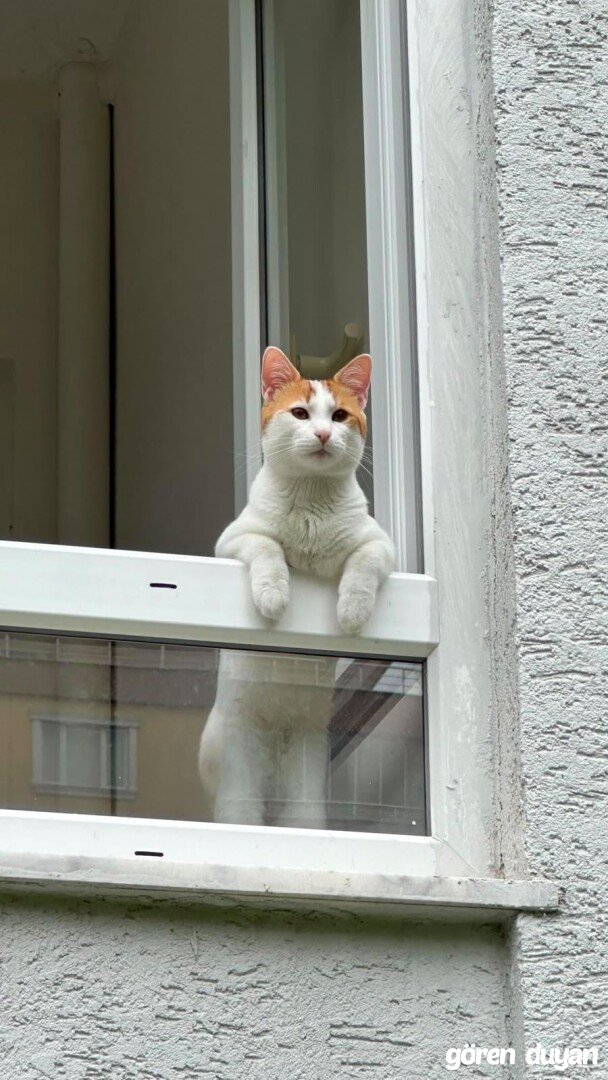 Kayıp Kedi (23.08.2026)
