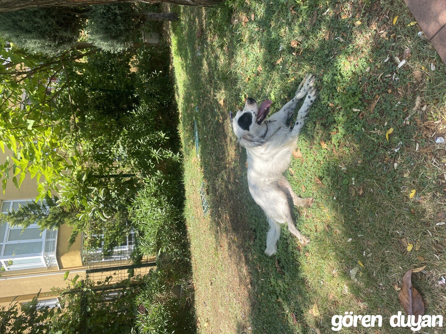Kocaeli Gebze kayıp ilanı