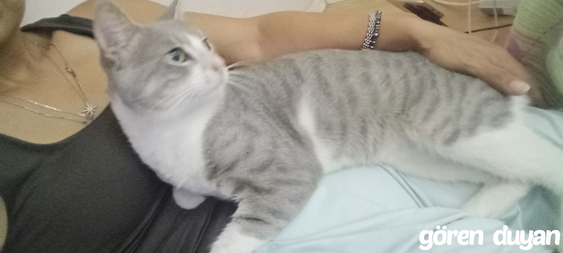 Kayıp Kedi (25.09.2026)