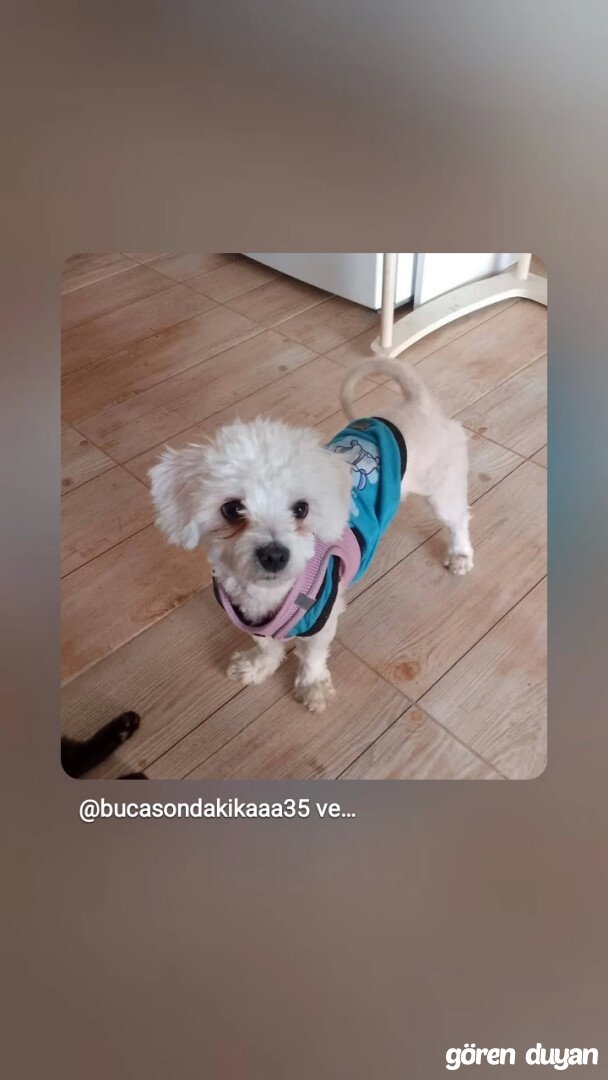 Kayıp köpek İzmir