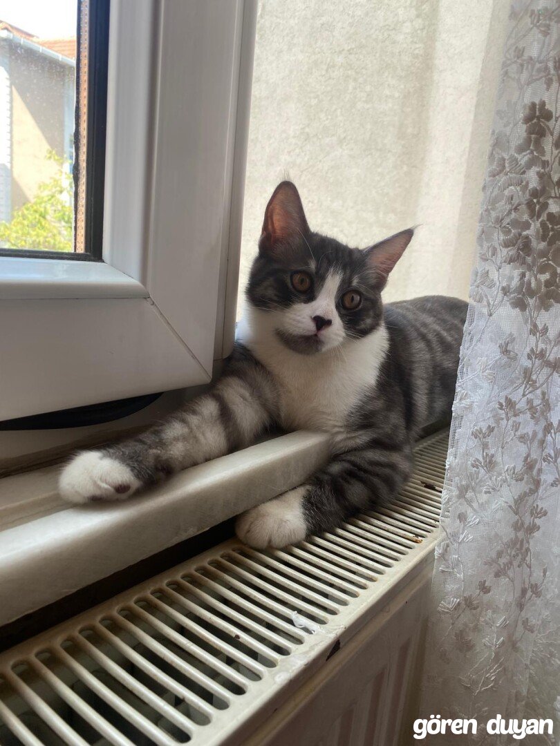 İSTANBUL ÜMRANİYE ÇAKMAK MAH. KAYIP KEDİ - BULANA 20BİN TL ÖDÜL.