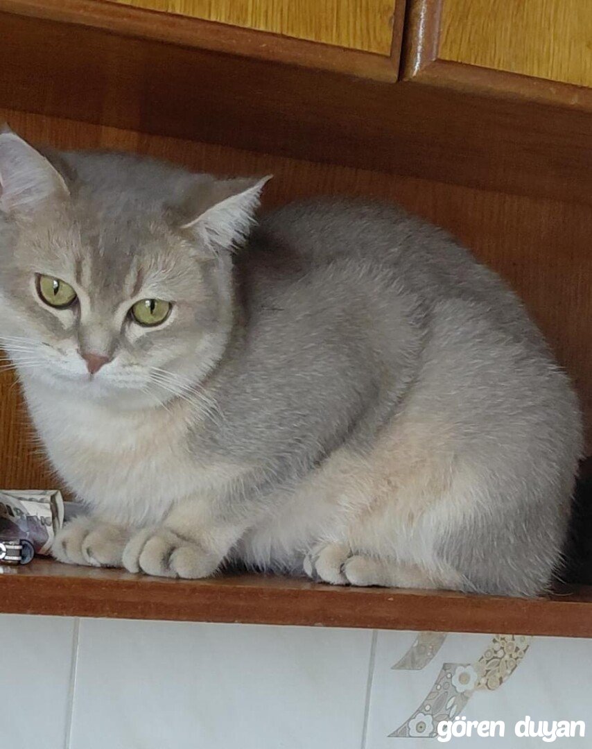 Kayıp Kedi (22.10.2026)
