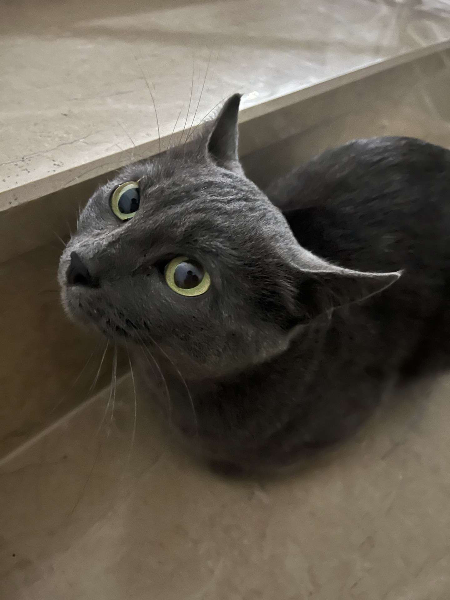 Kayıp kedi