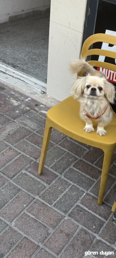 Kayıp köpek Antakya