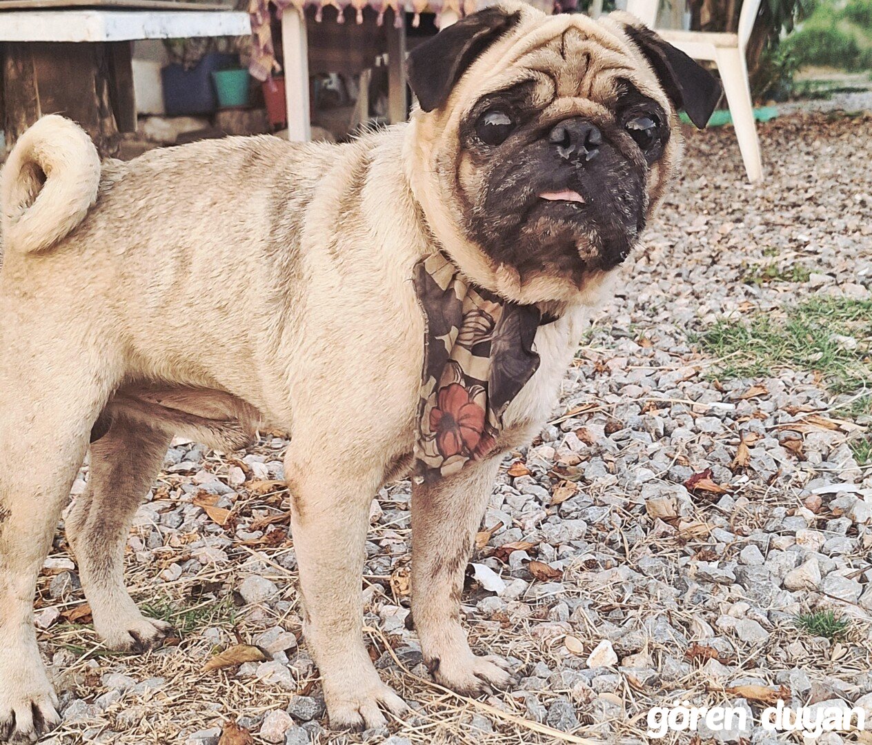 Kayıp Köpek-urla icmeler