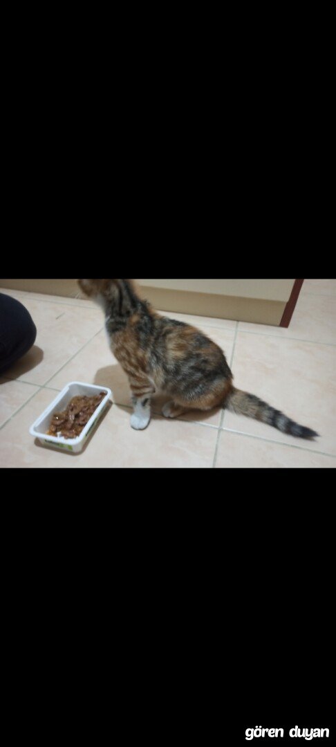 Bursa/nilüfer Kayıp kedi kapkek