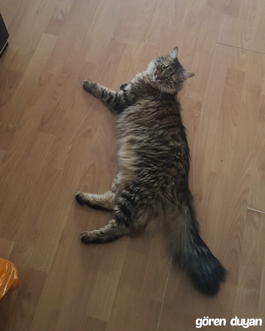 Kayıp Kedi (24.10.2026)