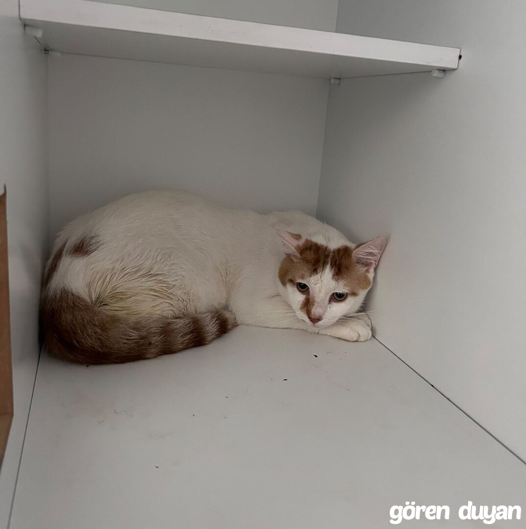 KAYIP KEDİ-bağcılar