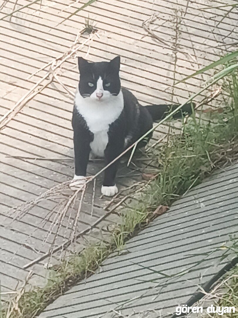 Sahibi Aranıyor: Kedi (26.10.2026)