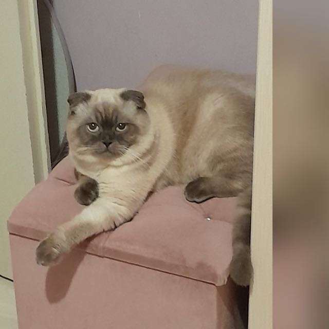 Kayıp Kedi (26.10.2026)