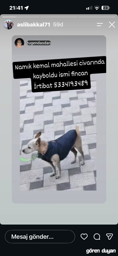 Kayıp köpek