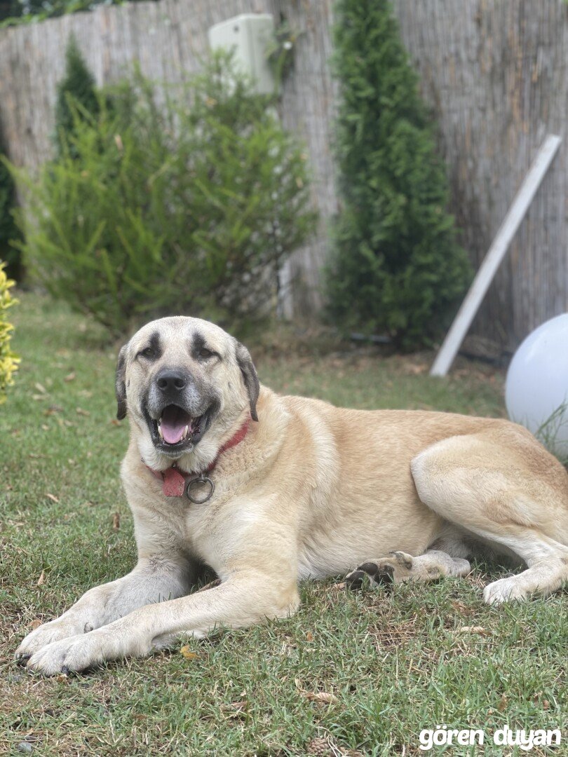 Kayıp kangal Sapanca