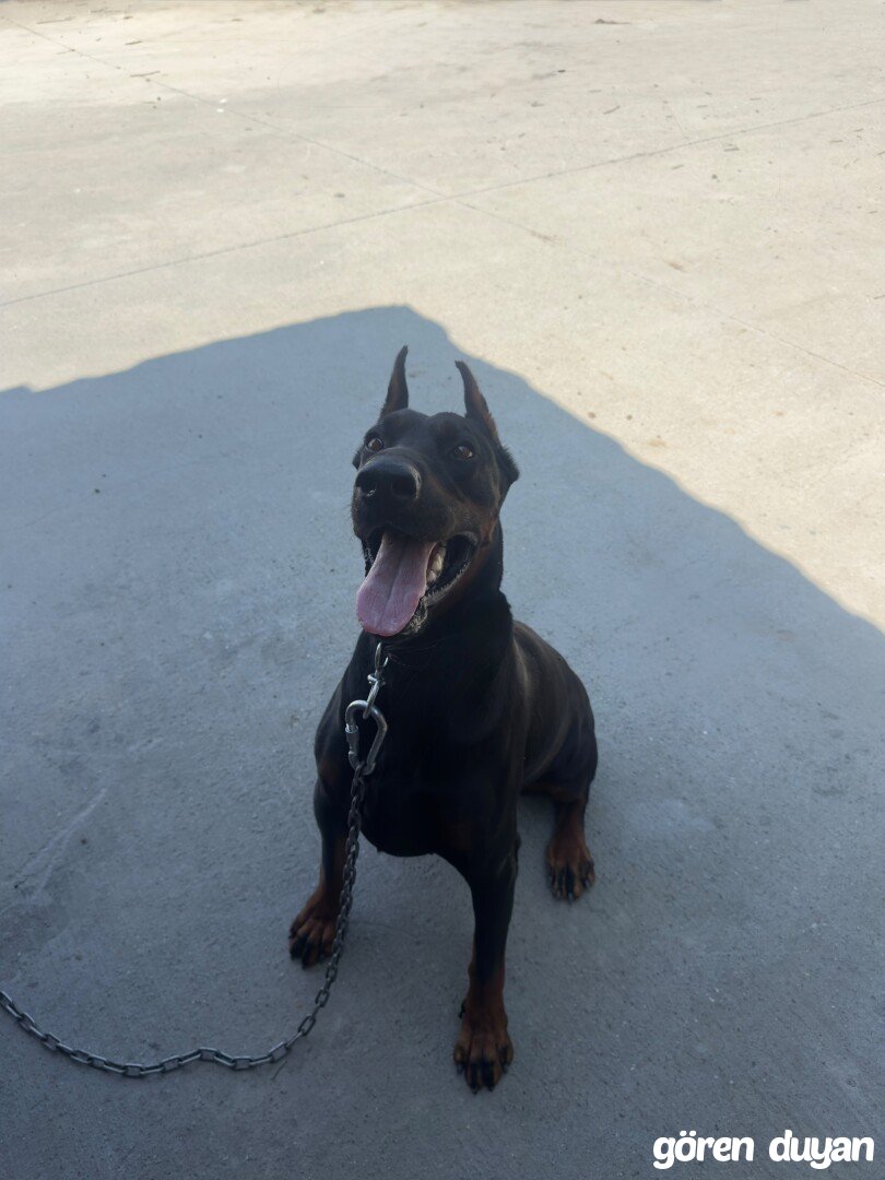 Kayıp Köpek (26.10.2026)