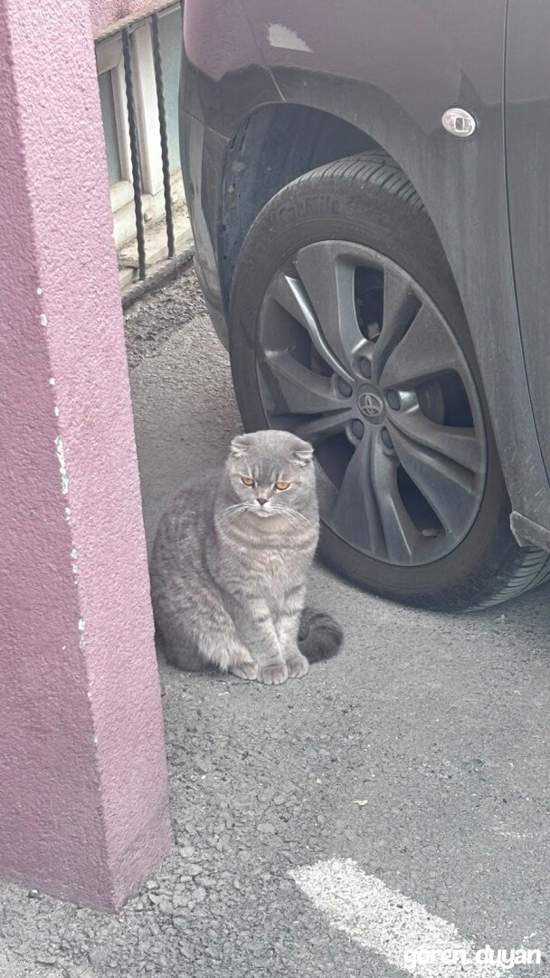 Kayıp British Kedi - Pendik Güzelyalı