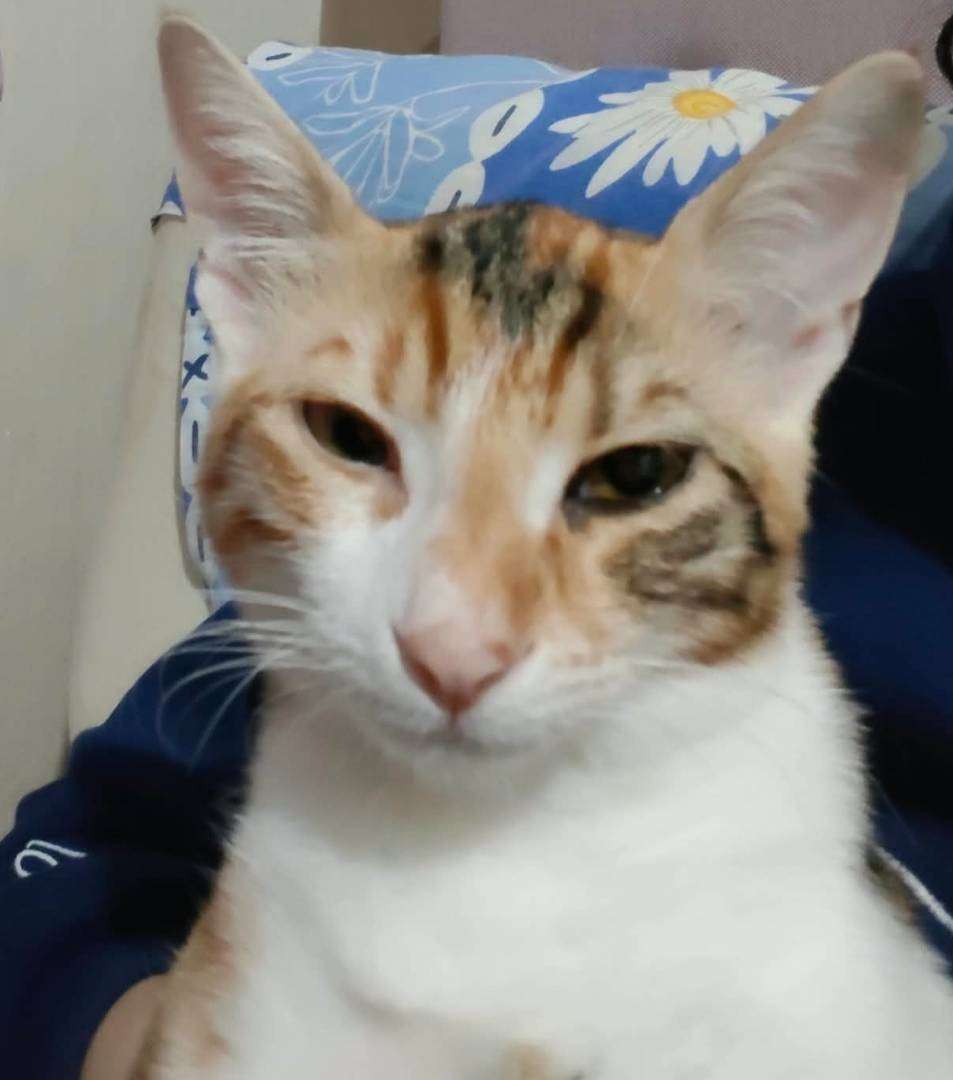 Bursa/nilüfer Kayıp kedi kapkek