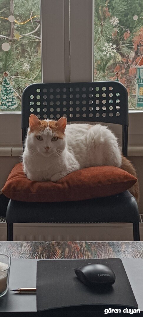 Kayıp Kedi (17.10.2026)