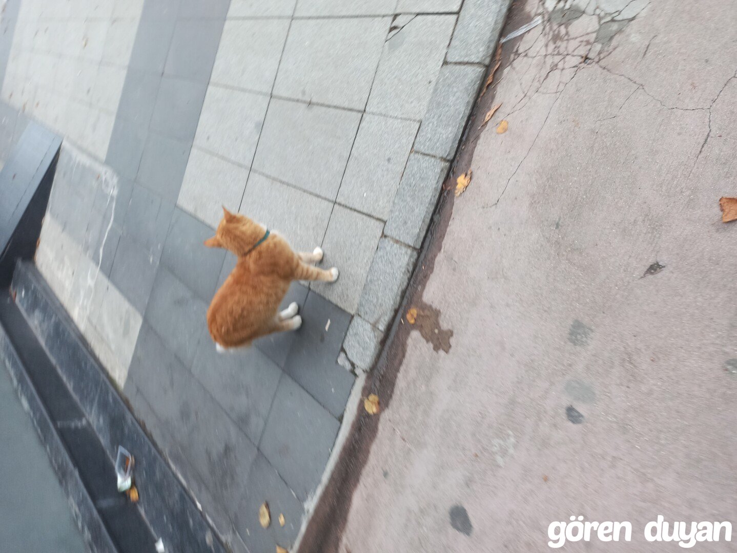 Sahibi Aranıyor: Kedi (28.10.2026)