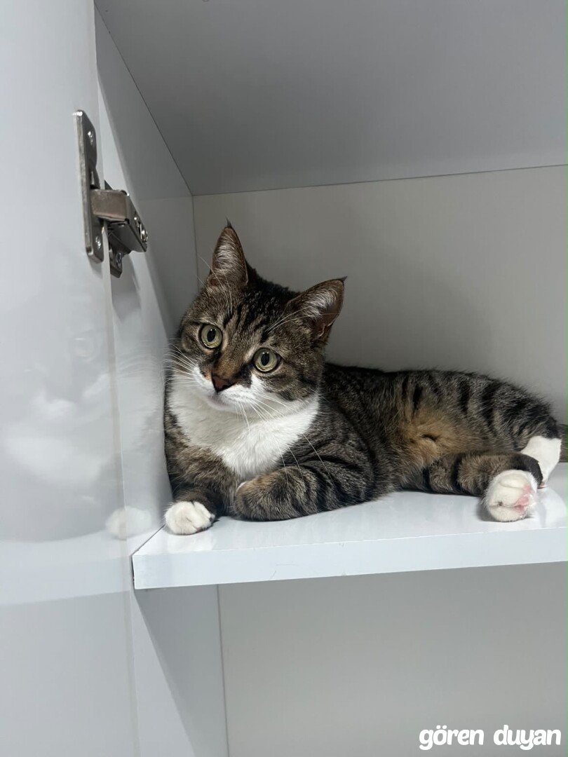 kayıp kedi kayseri ildem