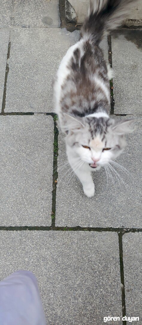 Kayıp kedi güngören