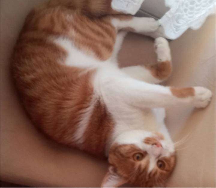 kayıp erkek kedi