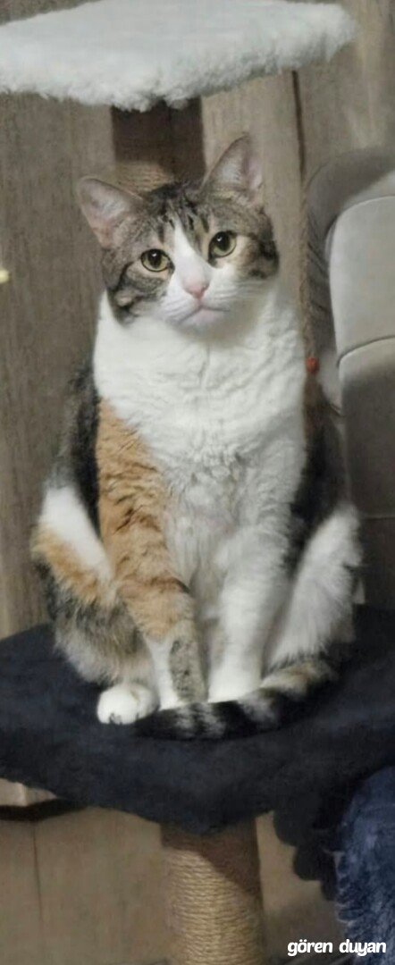 Kayıp kedi Esenyurt