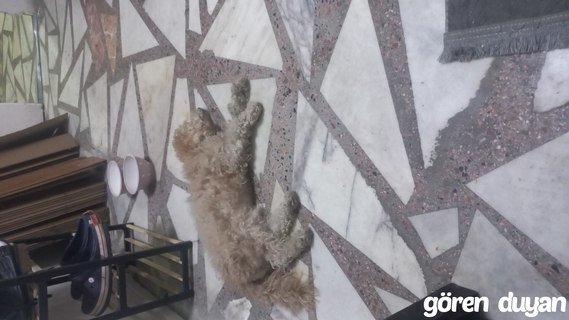 Kayıp Köpek (24.10.2026)