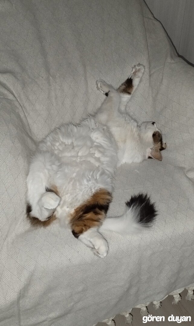 Kayıp kedi Ankara Altındağ Yıldıztepe mahallesi