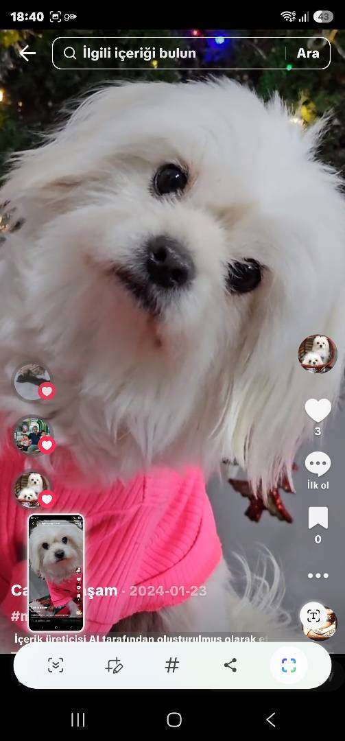 adı lokum maltese terrier, urladan