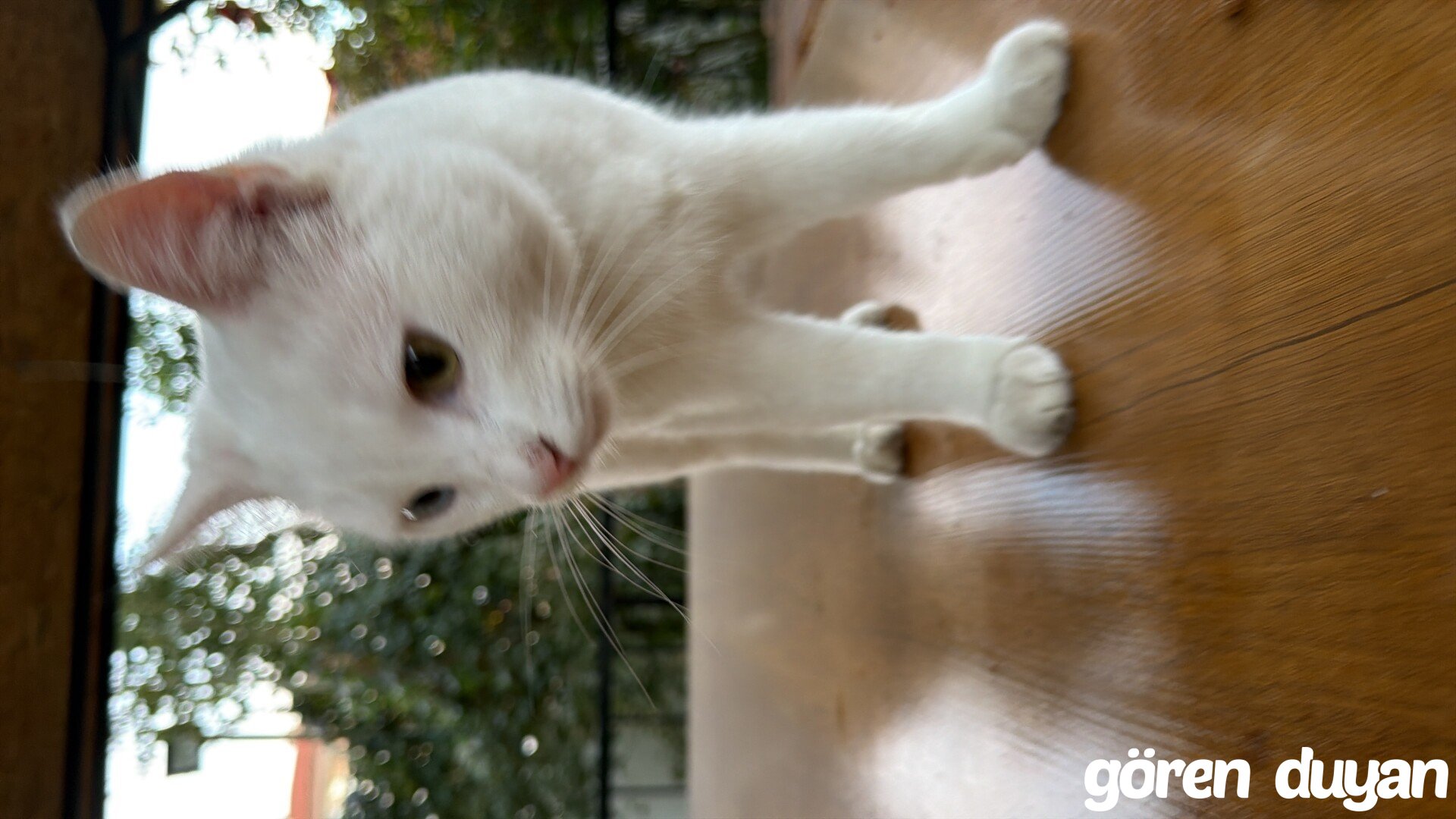 Sahibi Aranıyor: Kedi (28.10.2026)
