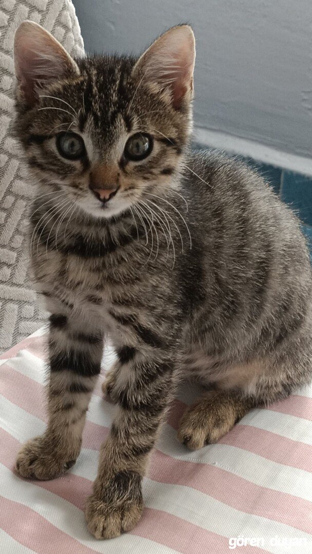 Kayıp Kedi (24.10.2026)
