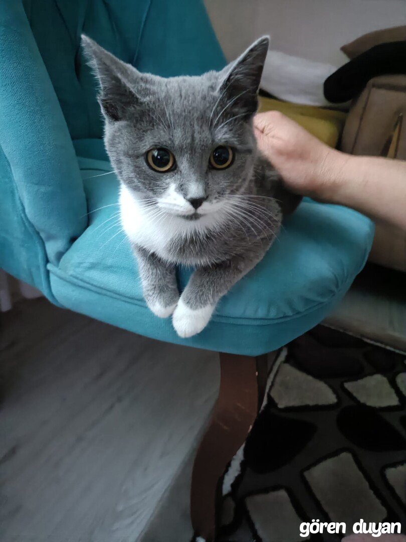 Kayıp kedi-afyonkarahisar merkez