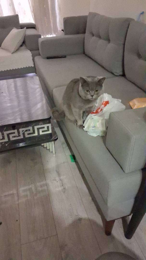 kayıp kedi terme de kayboldu British  gri