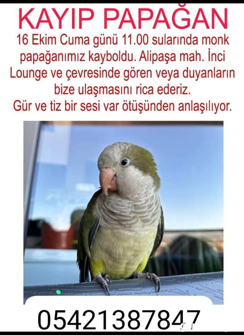 Kayıp Papağan (11.10.2026)