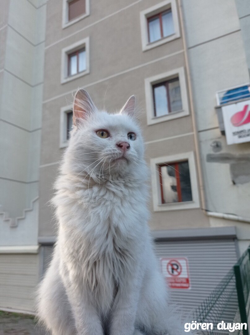 Sahibi Aranıyor: Kedi (30.10.2026)
