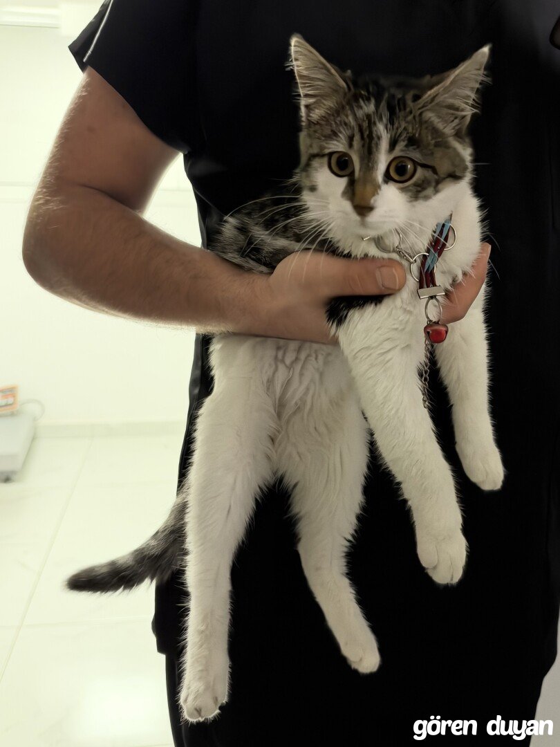 Sahibi Aranıyor: Kedi (30.10.2026)