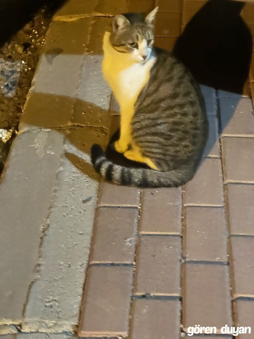 Sahibi Aranıyor: Kedi (30.10.2026)