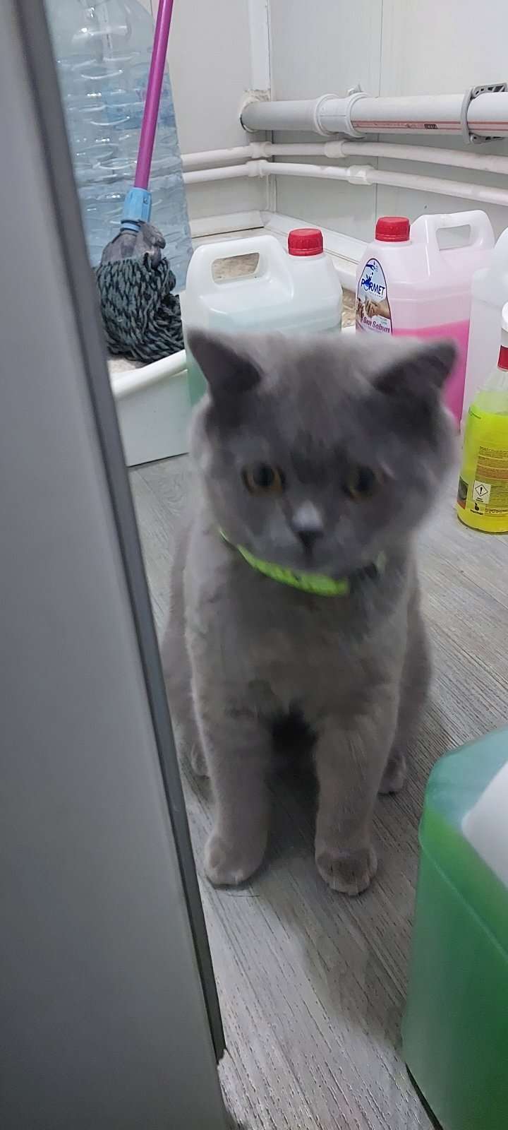 Kayıp Kedi (29.10.2026)