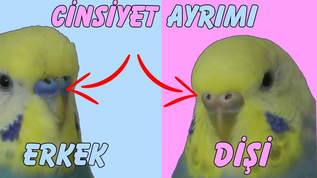 Muhabbet Kuşu Cinsiyet Ayrımı