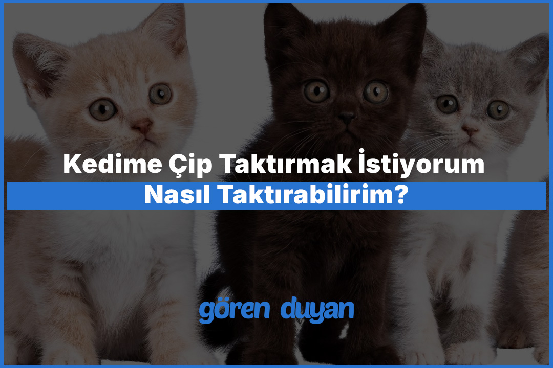 Kedime Çip Taktırmak İstiyorum Nasıl Taktırabilirim?