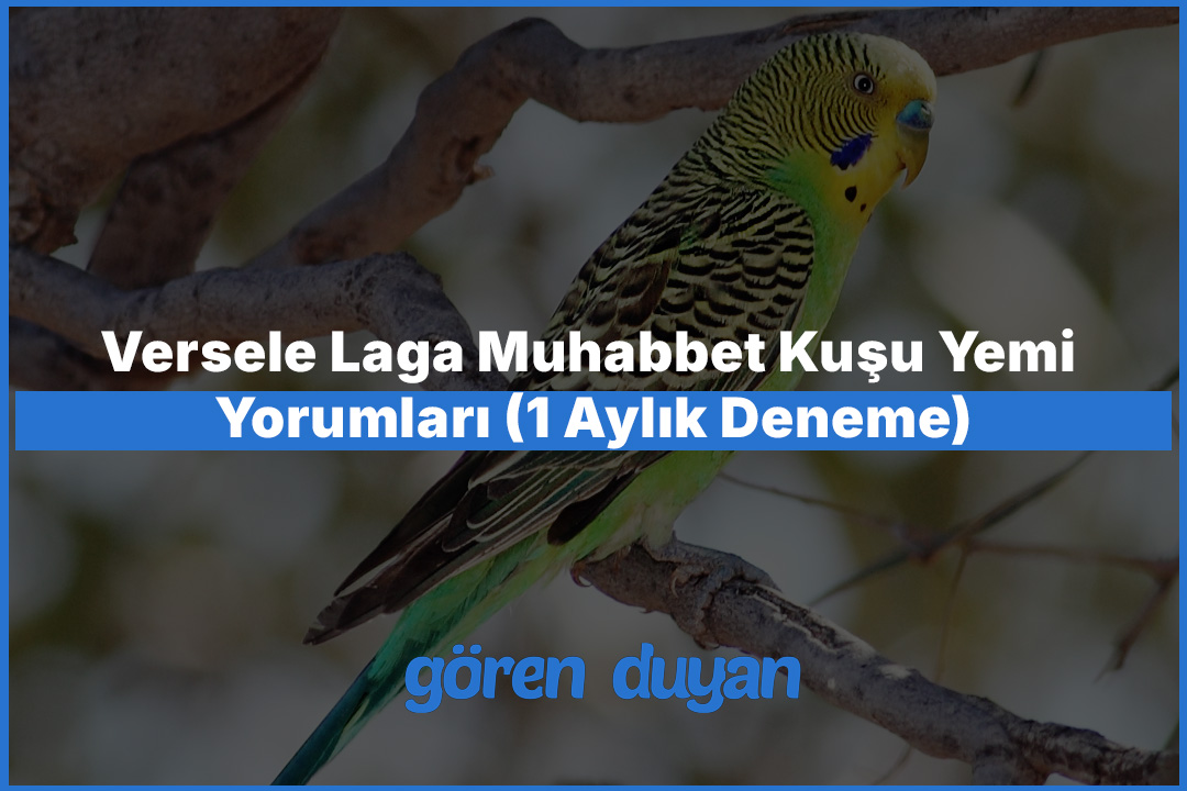 Versele Laga Muhabbet Kuşu Yemi Yorumları (1 Aylık Deneme)