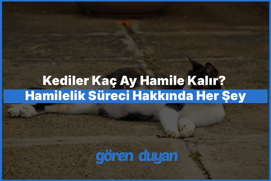 Kediler Kaç Ay Hamile Kalır? Hamilelik Süreci Hakkında Her Şey