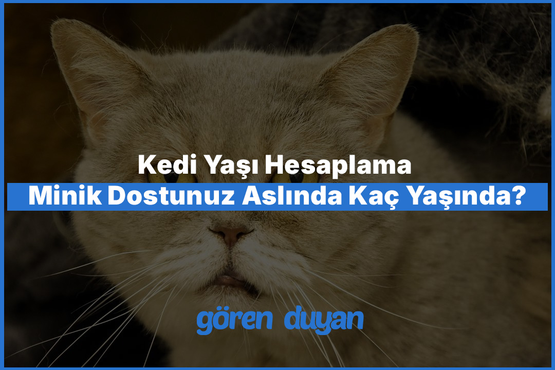 Kedi Yaşı Hesaplama Minik Dostunuz Aslında Kaç Yaşında?