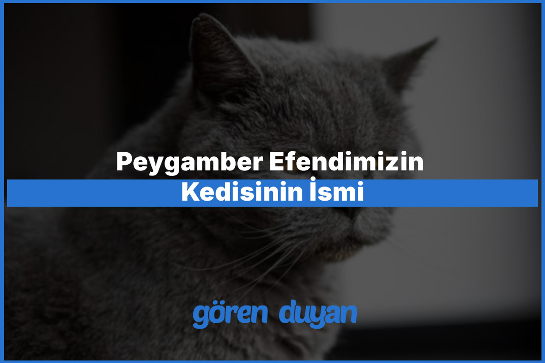 Peygamber Efendimizin Kedisinin İsmi