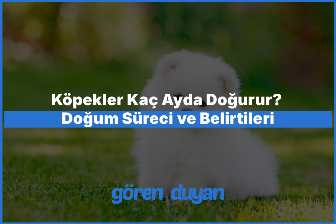Köpekler Kaç Ayda Doğurur? Doğum Süreci ve Belirtileri
